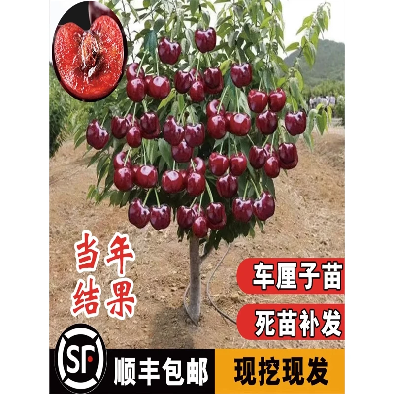 【买1送2】特大车厘子树苗樱桃树苗盆栽地栽南北方庭院种植当年结果