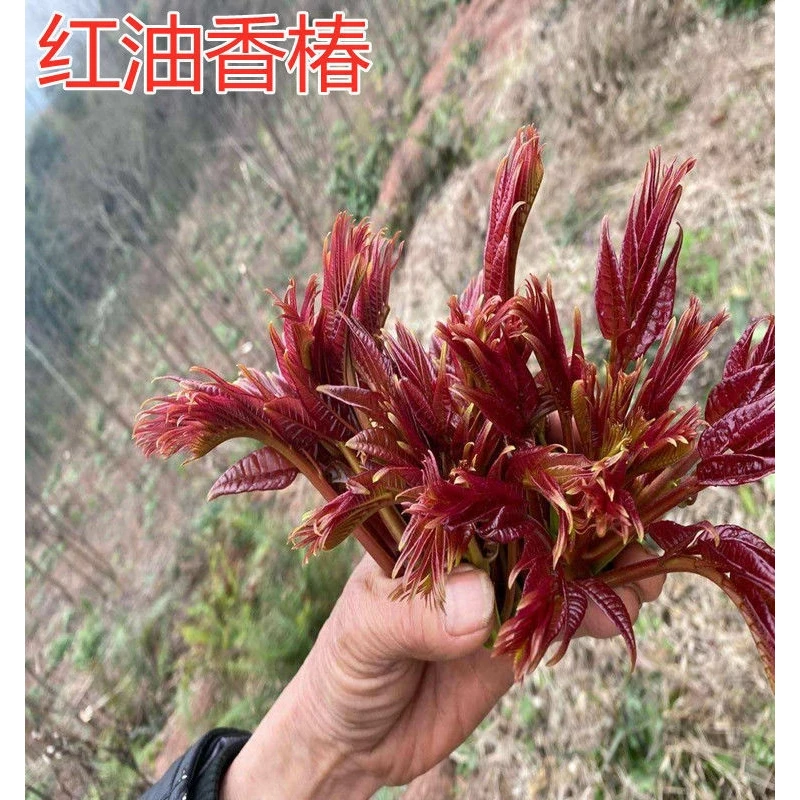 红油香椿树苗 绿油香椿树苗 香椿树苗 阳台庭院盆栽地栽 当年结果