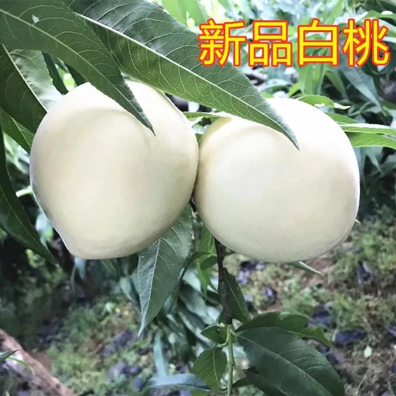 2-3年苗买1送2】嫁接新品种白桃树苗白如玉桃白如雪桃苗南北方种植