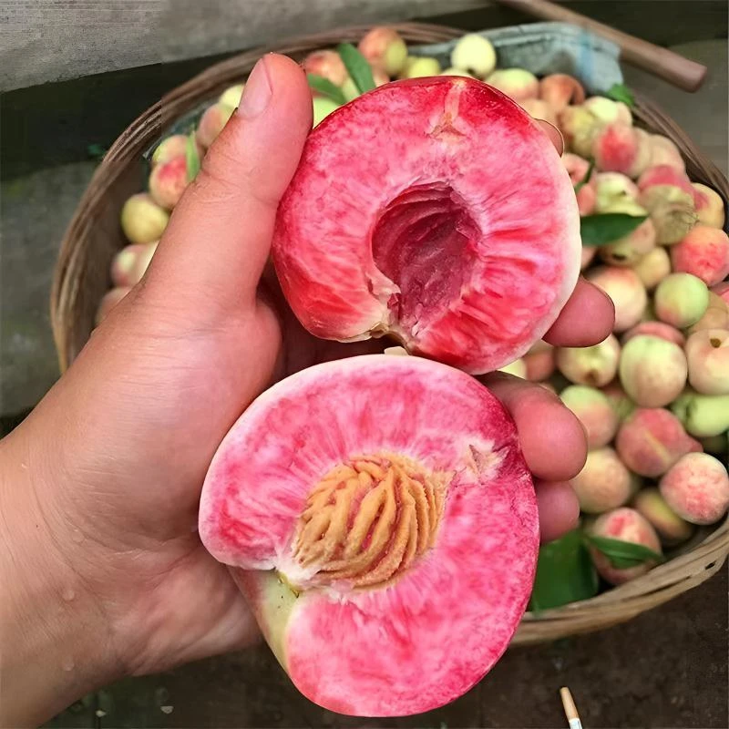 【买1送2】新品种早熟胭脂红桃树苗嫁接红肉血桃树苗南北方当年结果
