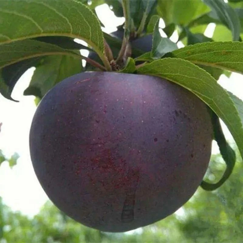 2-3年苗买1送2】大黑李子树苗嫁接巨型黑李树苗南北方盆栽地栽耐寒