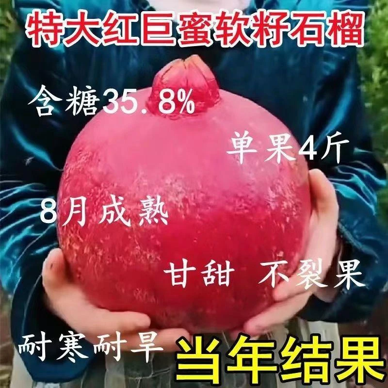 特大红巨蜜软籽石榴树苗新品种红石榴南北方种植盆栽地栽当年结果
