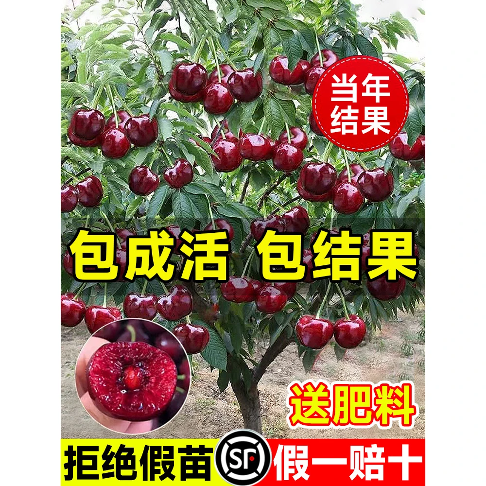 车厘子树苗樱桃树苗南方北方种植盆栽庭院果树矮化樱桃树大樱桃苗