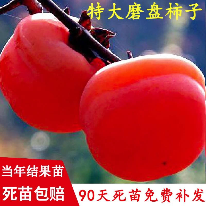 新品种磨盘火晶柿子树苗嫁接脆甜柿子苗南北方盆栽地栽当年结果