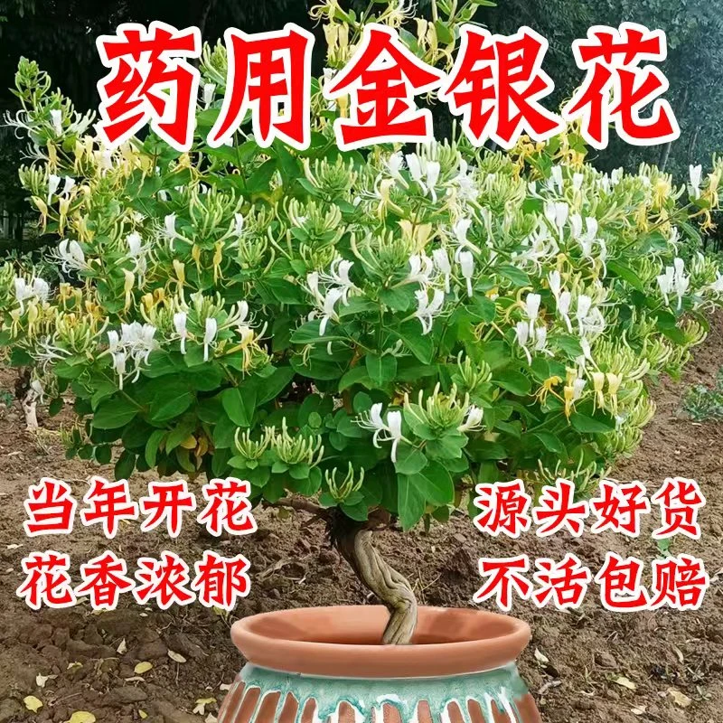 买一送一金银花树苗北花一号可食用爬藤植物盆栽地栽南北方种植