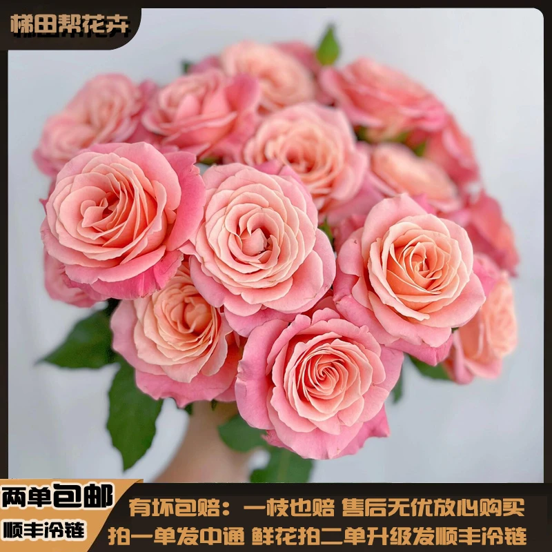 【梯田帮】方德荷冠朱小姐玫瑰基地直发鲜切花任意两单或以上包邮