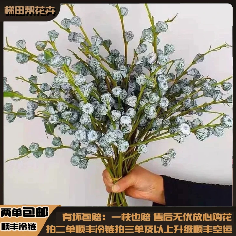【梯田帮】尤加利果新果可做干花云南基地直发任意两单或以上包邮