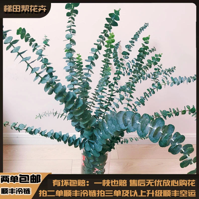【梯田帮】 尤加利叶云南鲜花配草基地直发任意两单或以上包邮