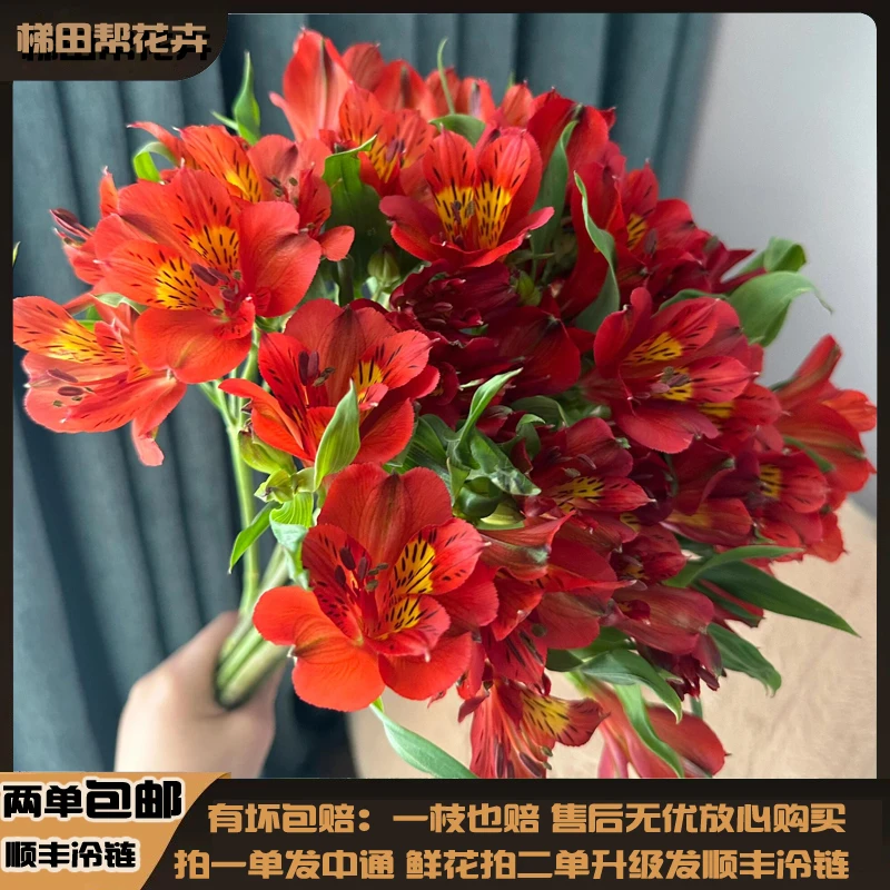【梯田帮】红色水仙百合10支云南基地直发任意鲜花二单以上包邮