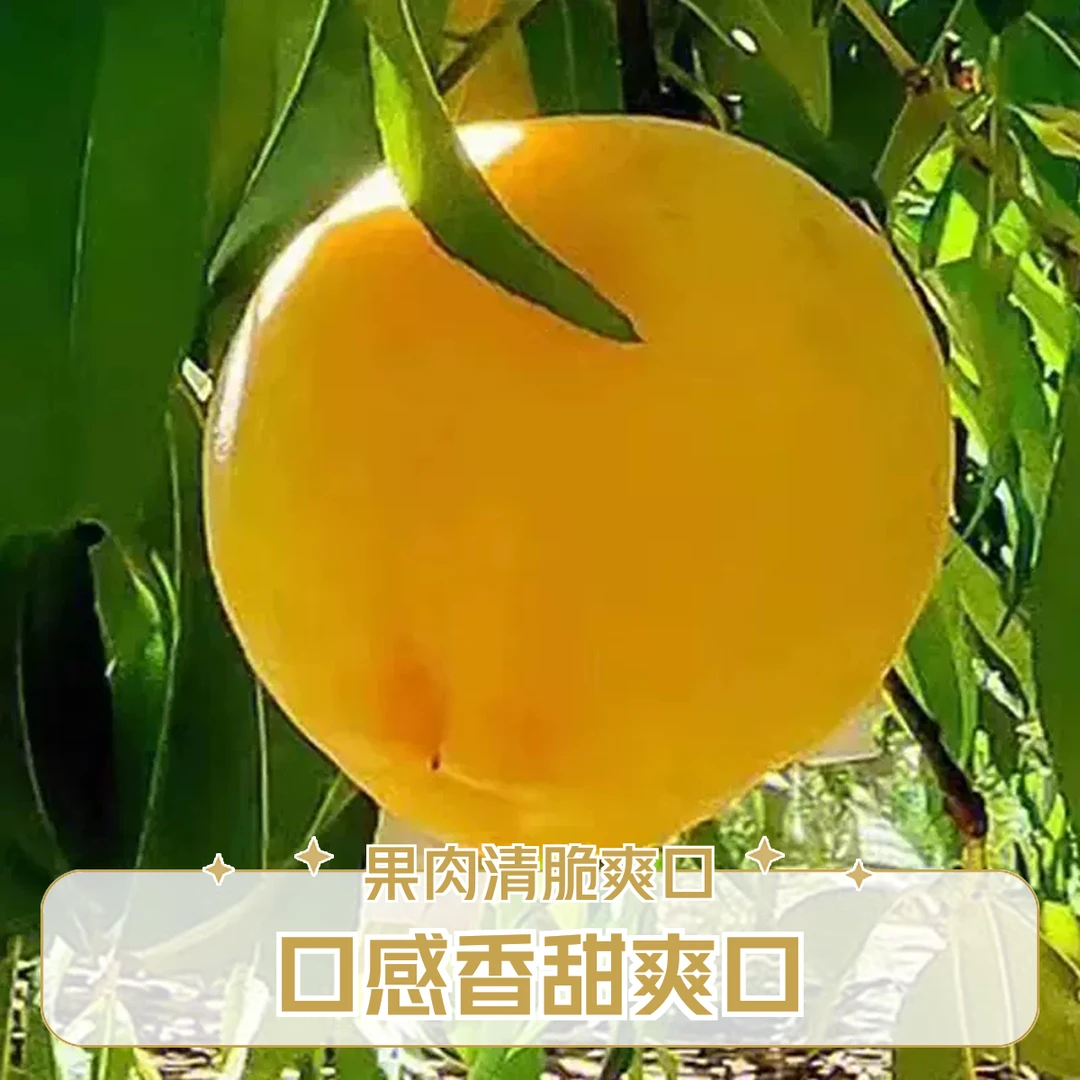 山东蒙阴采摘爆汁锦绣黄桃黄毛桃软硬两吃现摘现发。