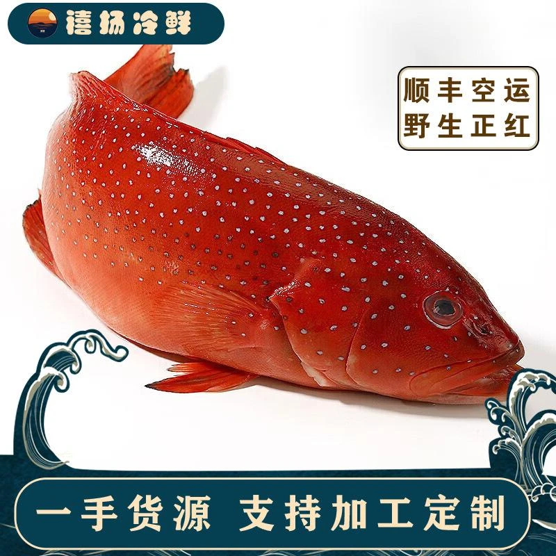 东星斑深海石斑鱼海鲜锁鲜石斑鱼鲜活刺身大红斑红石斑鱼红瓜子