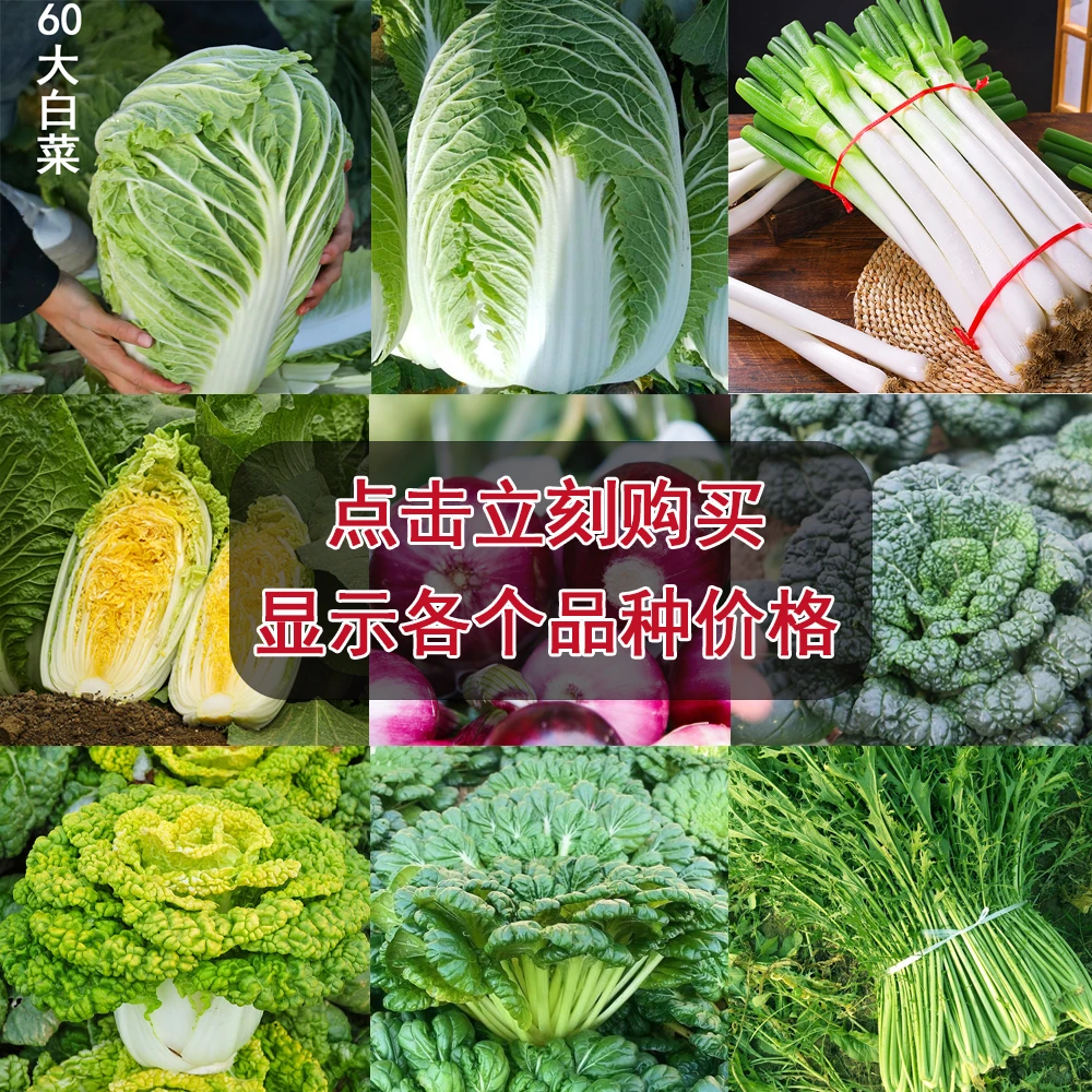 大白菜娃娃菜洋葱大葱种子精选雪里蕻乌塌菜脆甜鲜组合播种金黄