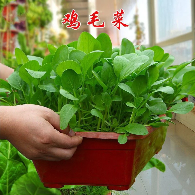 鸡毛菜种子包邮耐热美观翠绿抗病四季种植品质无刺福利上市发芽