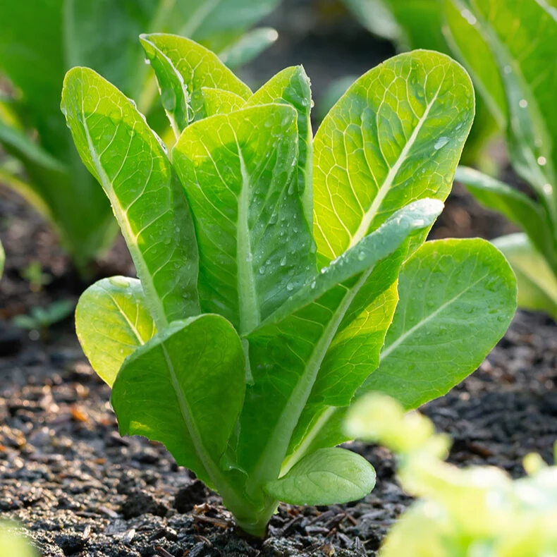 孔雀菜种子生菜孔雀菜菜籽小院阳台盆栽蔬菜种子叶香嫩鲜美四季播