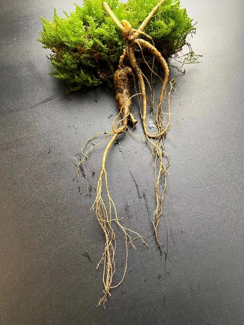 山里人家长白山新鲜林下参 改价链接