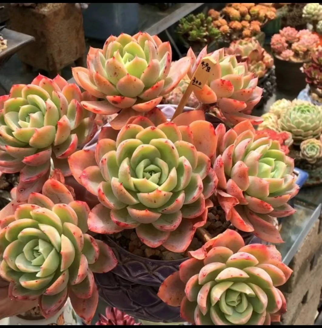 杰哥多肉【大贝瑞】老桩多肉精品盆栽绿植造型大型飘枝多肉