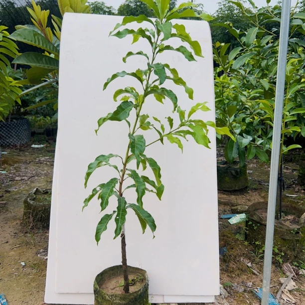 蜜糖，叶子为深绿色，叶片呈波浪纹，易管理，树形漂亮。