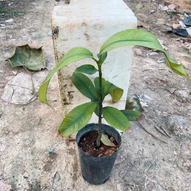 马仕特，页面深绿色，光滑，叶柄短而粗，叶尖。