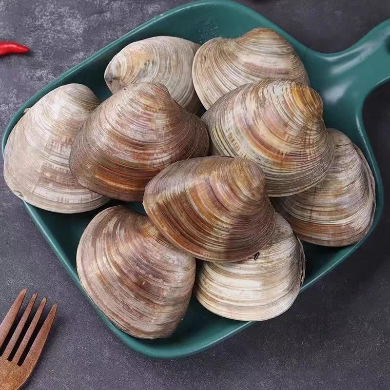 鲜活 白贝/美贝 250g/份