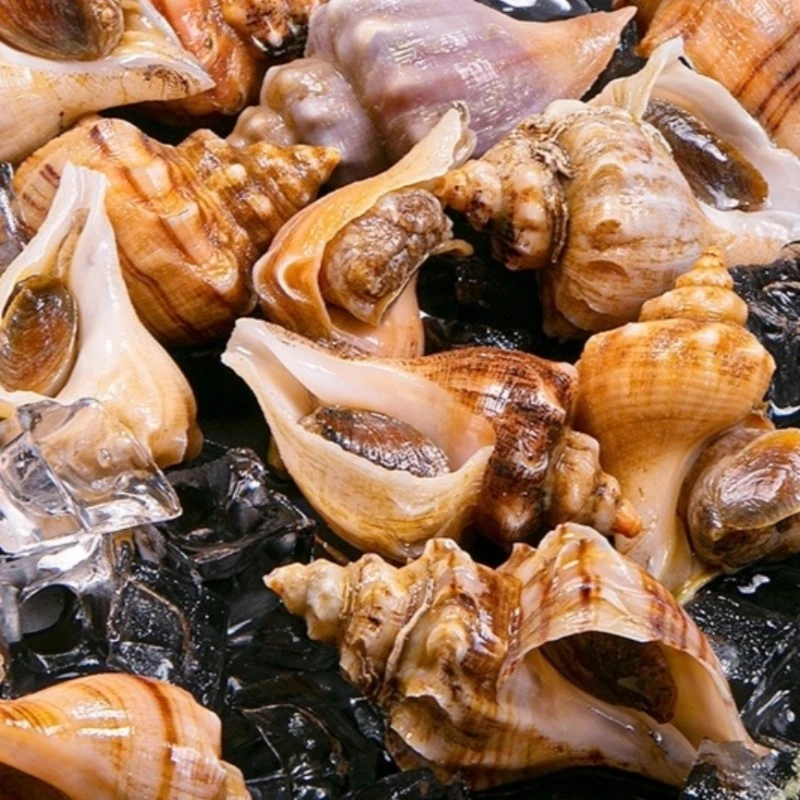 鲜活 角螺/白玉螺 250g/份