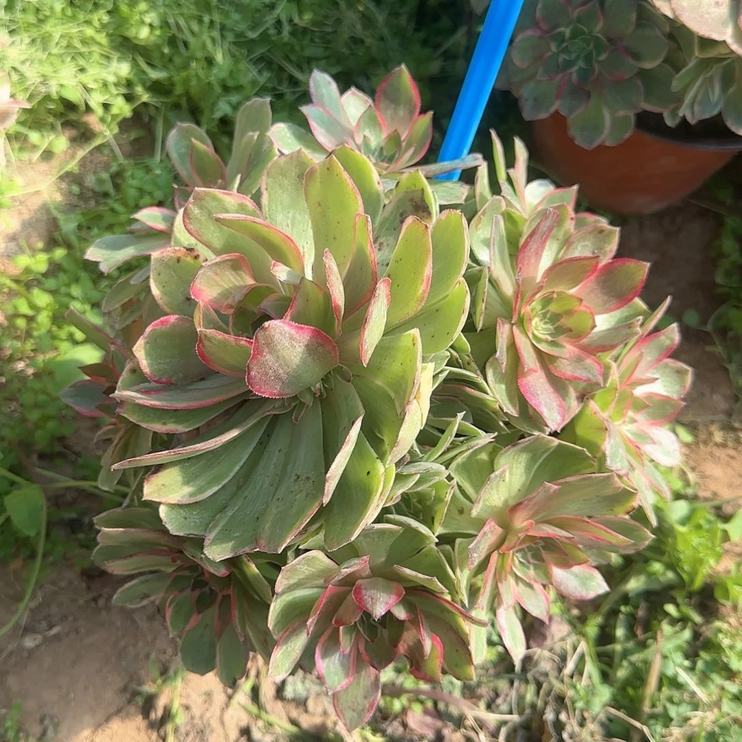 38粉花妖多肉哦哦