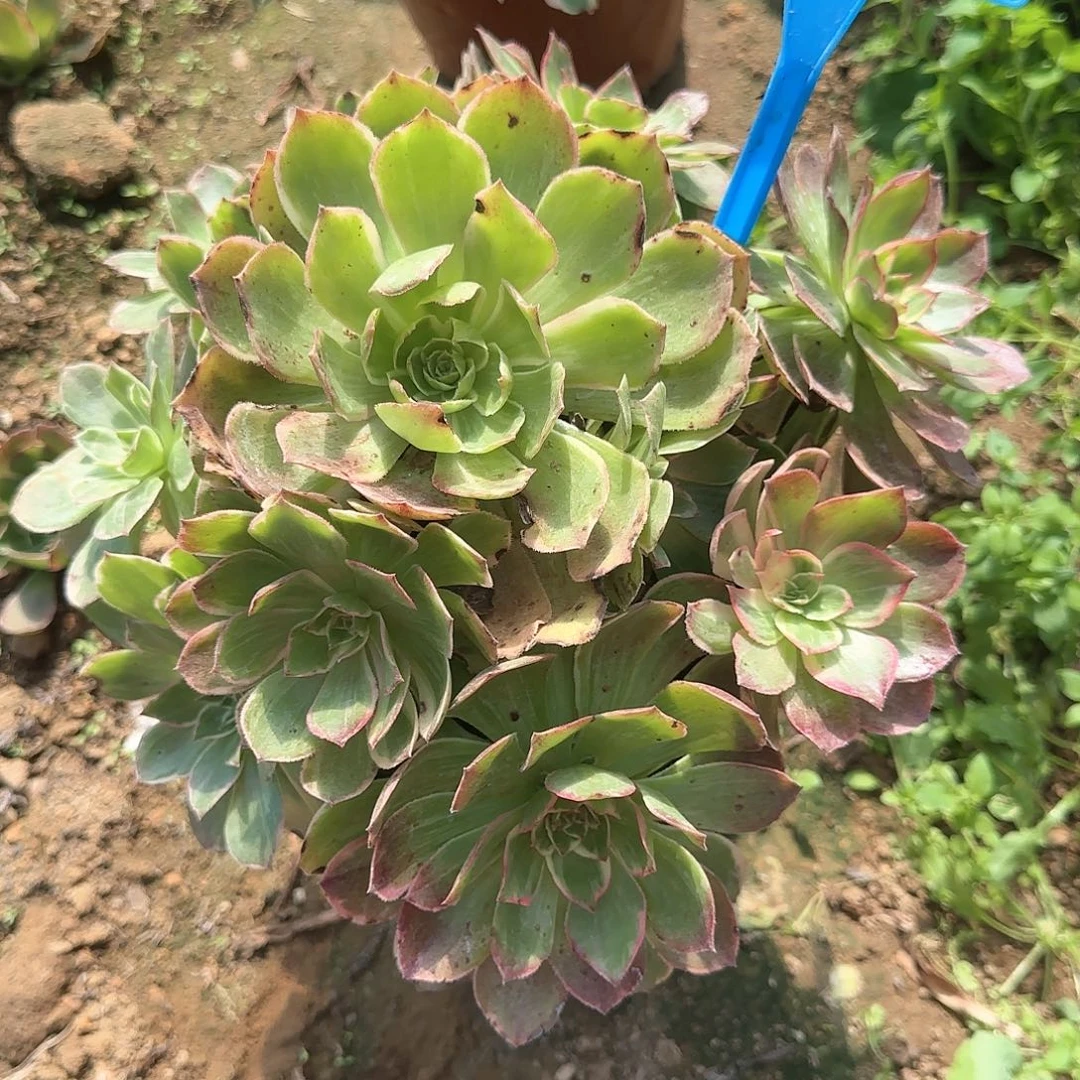 28粉花妖多肉哦哦哦