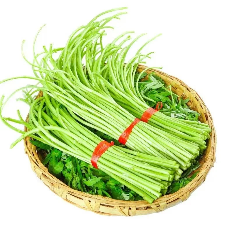 新鲜嫩芦蒿泥蒿漓篙离蒿苔去叶当季篱蒿蔬菜农家黎蒿藜蒿嫩泥