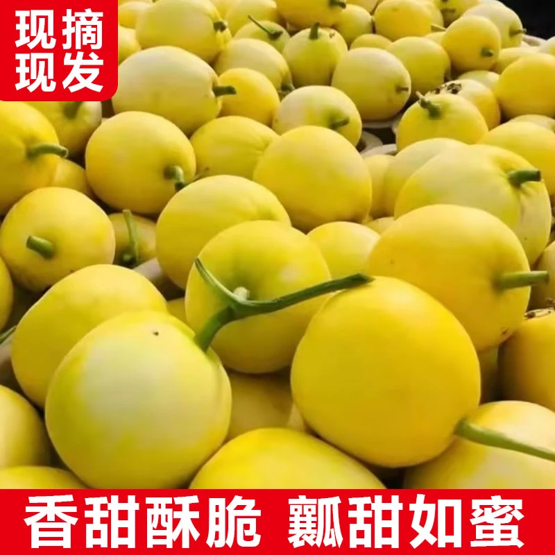 山东小蜜蜂甜瓜星甜20蜜罐甜瓜脆瓜正宗整箱当季大果新鲜优质优质
