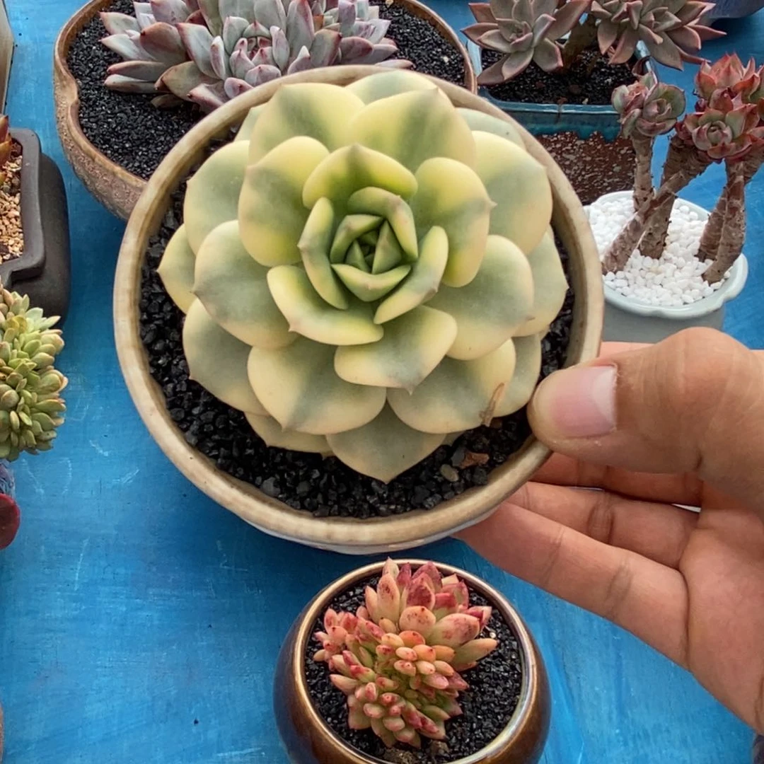爽*万多肉植物盆栽多肉植物