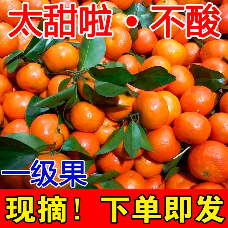 正宗广西沙糖桔砂糖橘整箱批发薄皮新鲜应当季水果砂糖桔