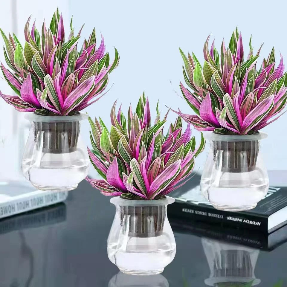 紫露兰水培盆栽植物室内办公室桌摆净化空气吸甲醛四季好养客厅花
