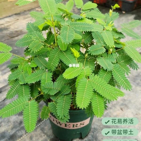 幼儿园植物小盆栽含羞草盆栽室内趣味花卉四季害羞草阳台植物学校