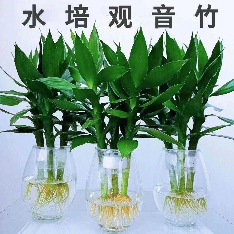 水培观音竹富贵竹室内绿植办公室客厅卧室四季好养盆栽净化好空气