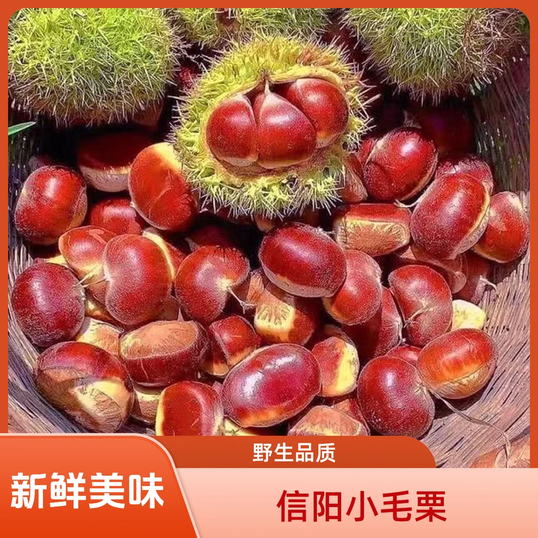 信阳茶山野生小毛栗
