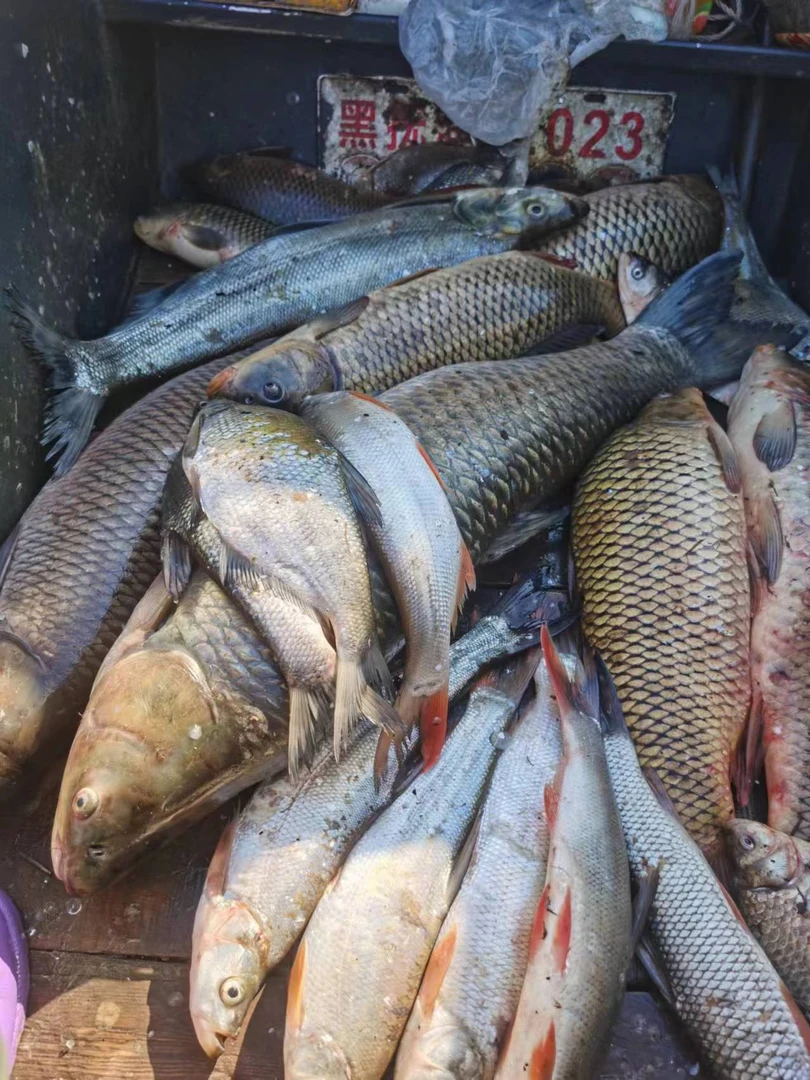 纯江野生鱼，保鲜不包活以直播为准不支持退货货