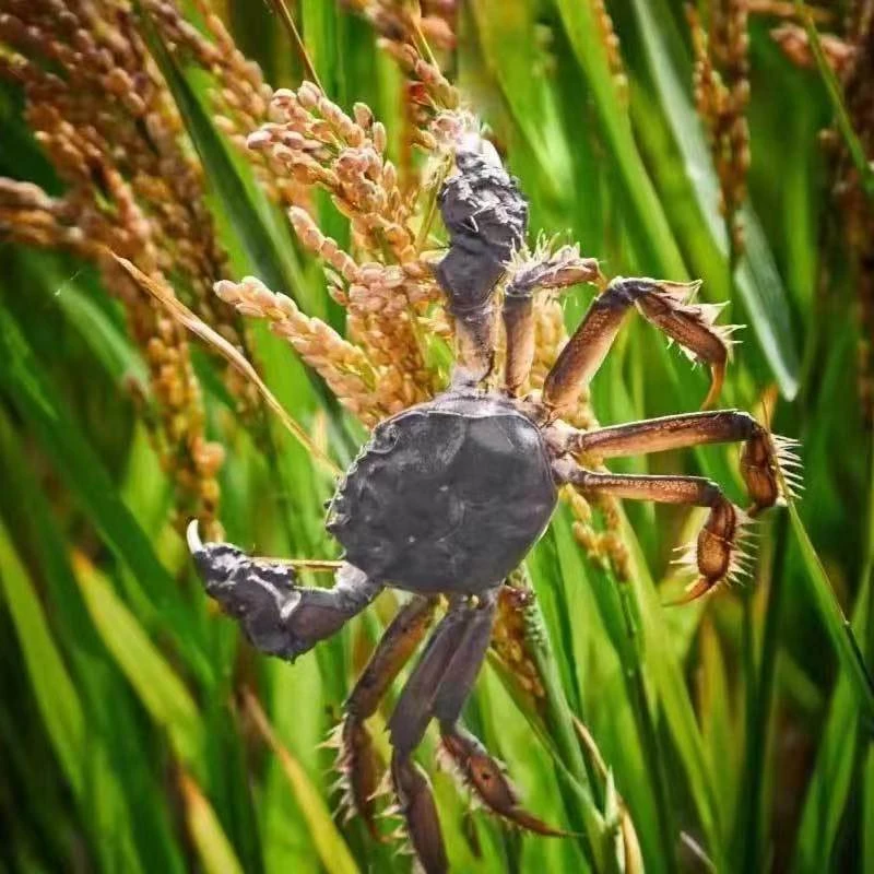 【活蟹】盘锦新万顺稻田河蟹 母蟹0.9-1.2两/只 3斤