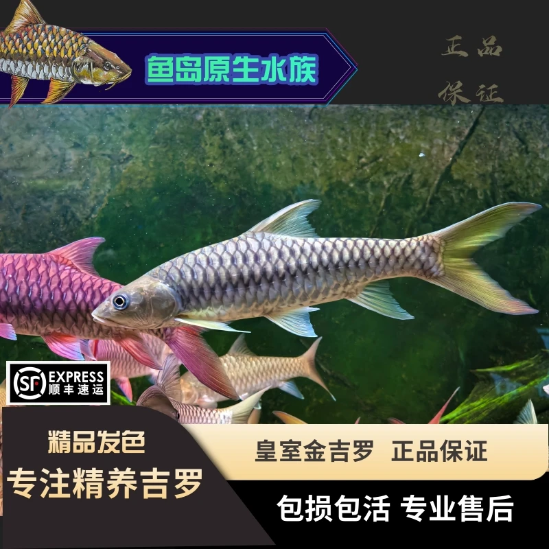 不丹皇室金 黄鳍结鱼活体金色系大型鱼原生鱼观赏鱼广温鱼