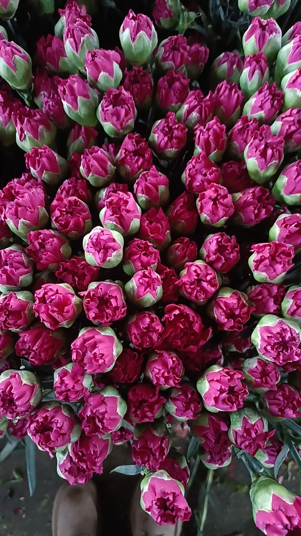 康奶馨粉 红粉佳人