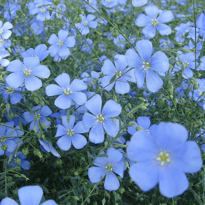 蓝花亚麻种子兰花亚麻种籽花籽花种四季易活开花室内外盆栽多年生