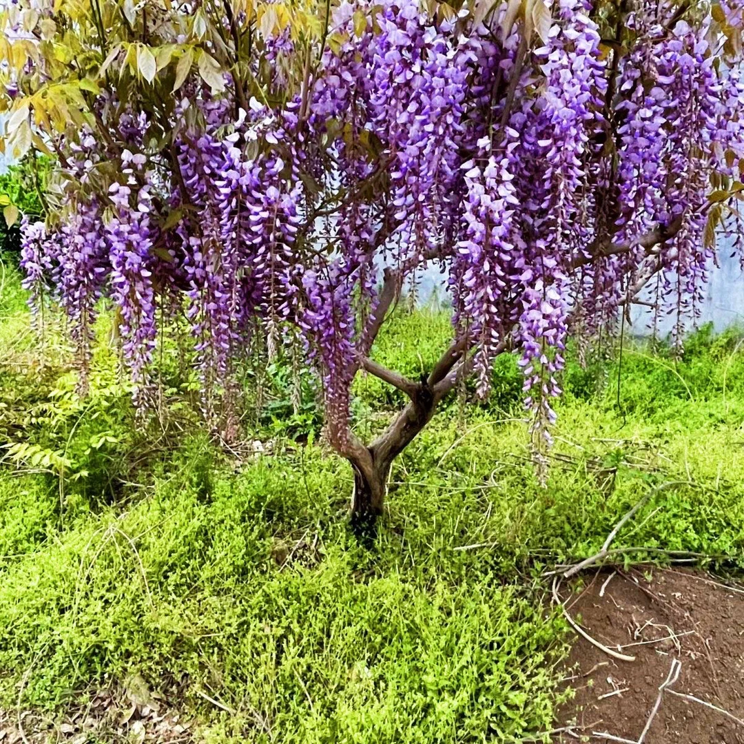 家居庭院围墙阳台攀援花卉植物盆栽地栽多花紫藤树苗紫藤罗树苗