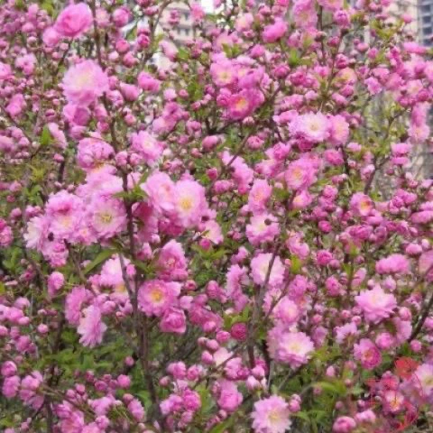 新品小叶重瓣榆叶梅花树苗室内外庭院花卉植物丛生粉色郁李喷雪花