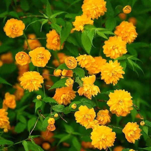 棣棠花盆栽地栽阳台庭院花园绿植