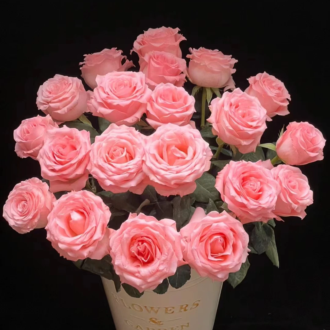 （两单顺风包邮）戴安娜玫瑰 鲜花云南直发 昆明斗南鲜花水养插花
