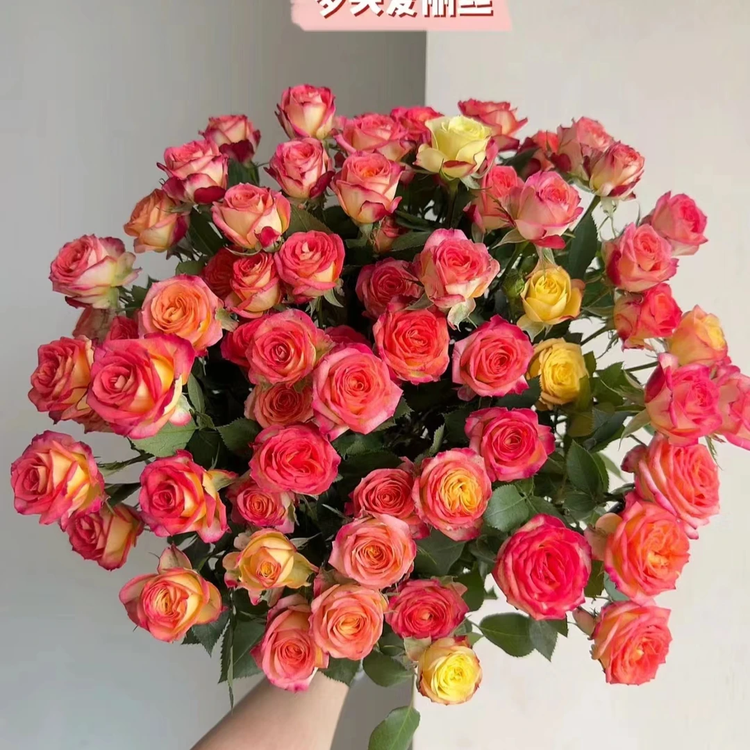 （一单包邮）爱丽丝 多头鲜花云南直发 昆明斗南鲜花水养插花