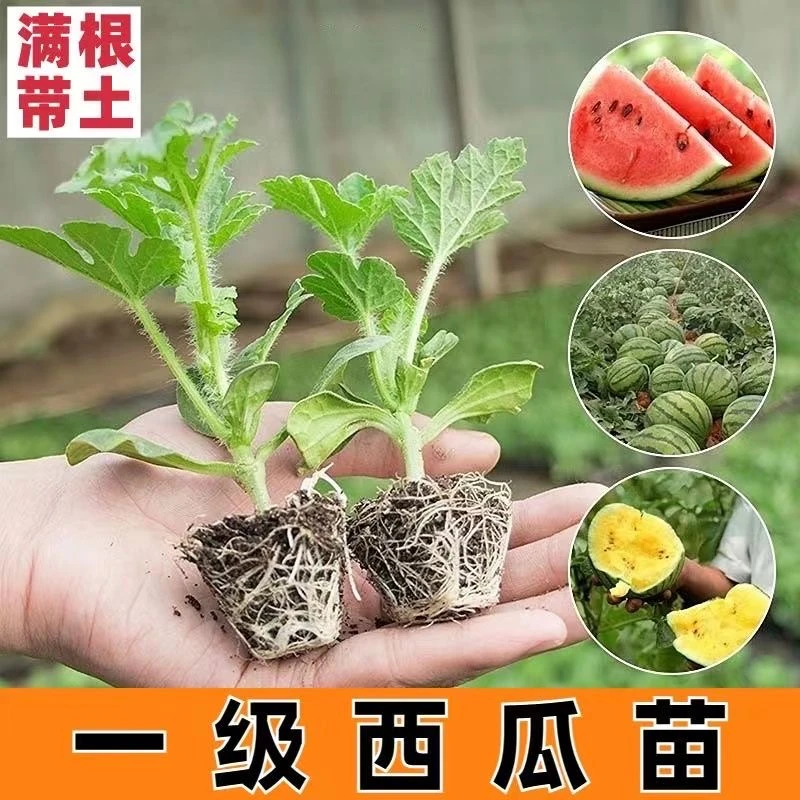 嫁接8424冰糖麒麟西瓜苗秧无籽甜王大西瓜懒人阳台盆栽2k小西瓜苗