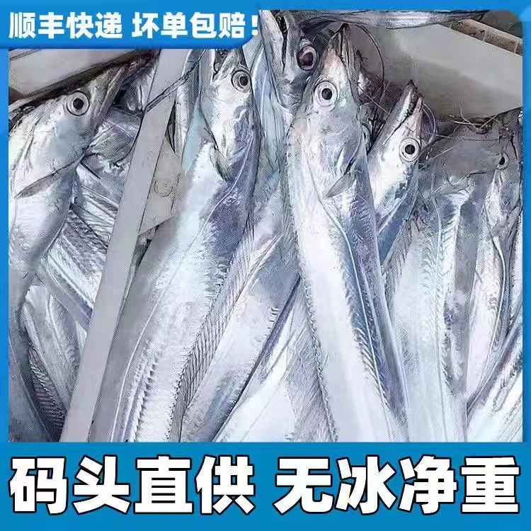 钓带鱼整条深海刀鱼野生新鲜速冻 （8-9条） 连云港发货