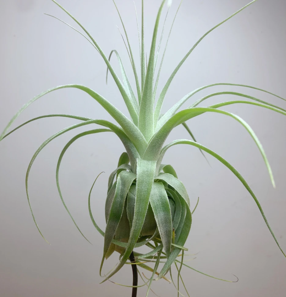 薄纱空气凤梨无土栽培懒人绿植蕾丝边叶子仙气