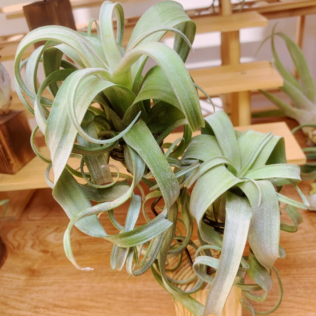 花卷2颗送支架空气凤梨精选室内桌面盆景无土懒人植物净化空气