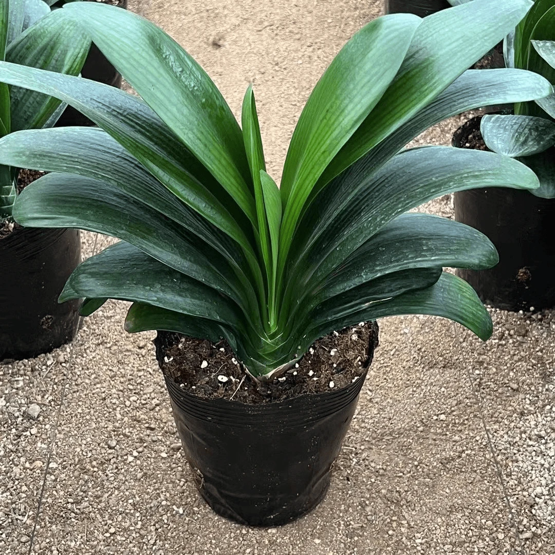 君子兰猴面包树盆栽高贵客厅办公室好养耐寒耐热开花高档高端花苗