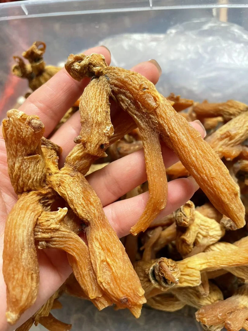 深山山货土特产 龙爪参